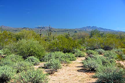 McDowell Mountain Regional Park, February 12, 2015